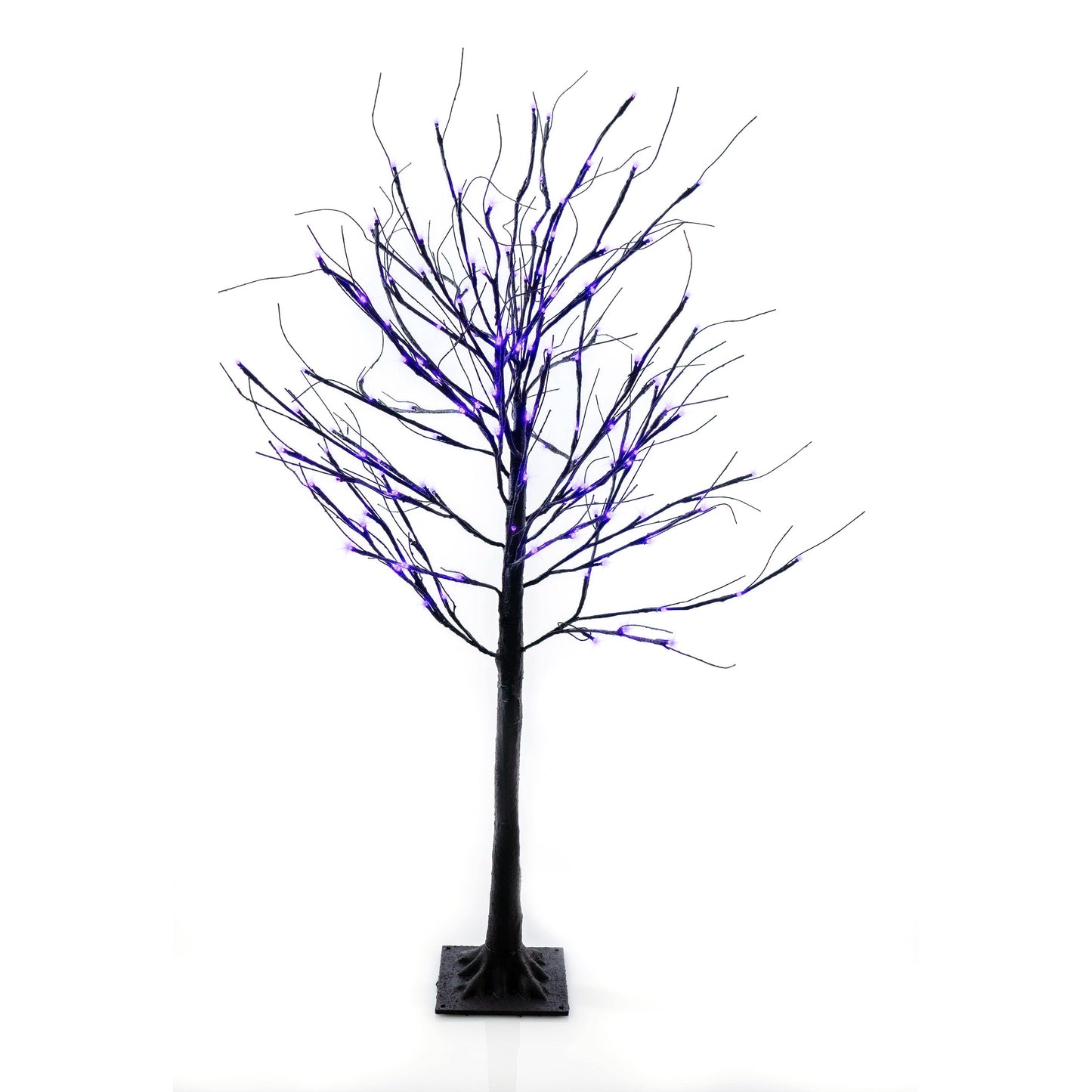 Black Birch Tree - 6 ft.