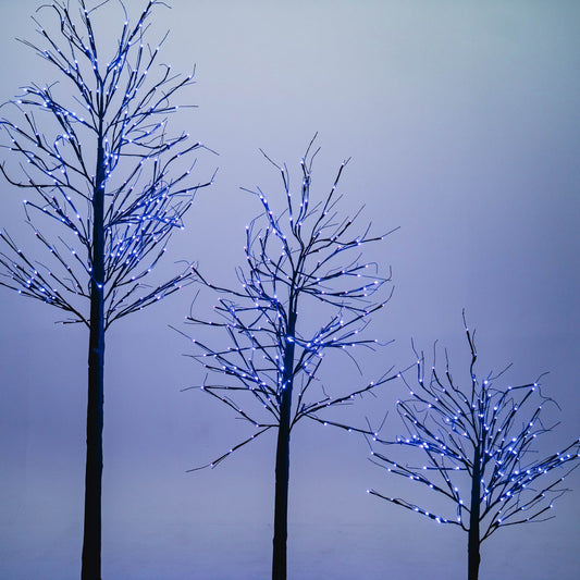 Black Birch Tree - 8 ft.